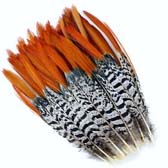 Lady Amherst Pheasant